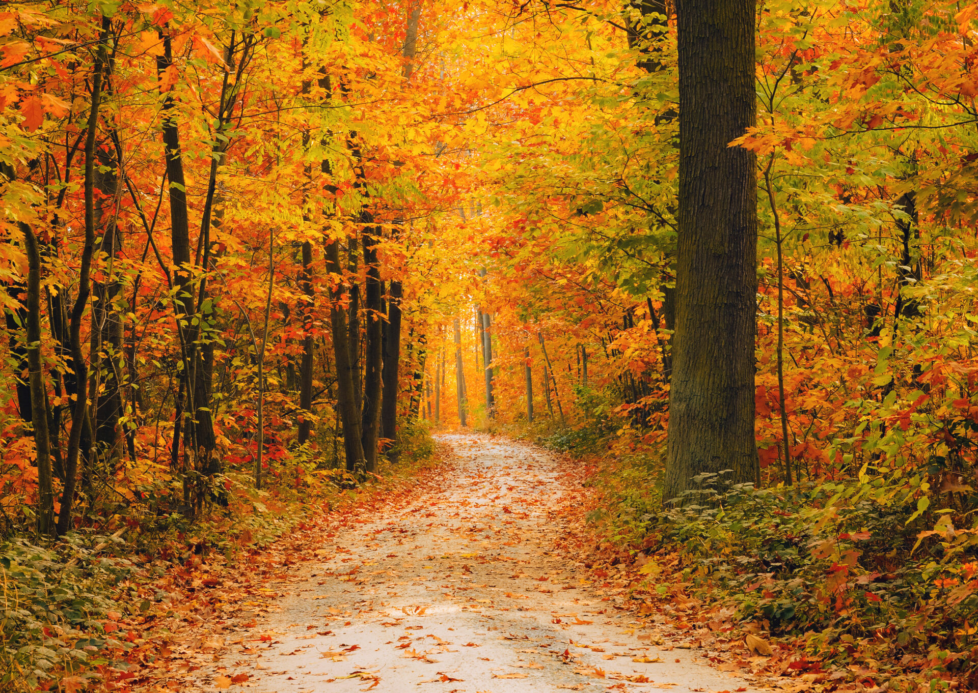 Leaves changing color forest path