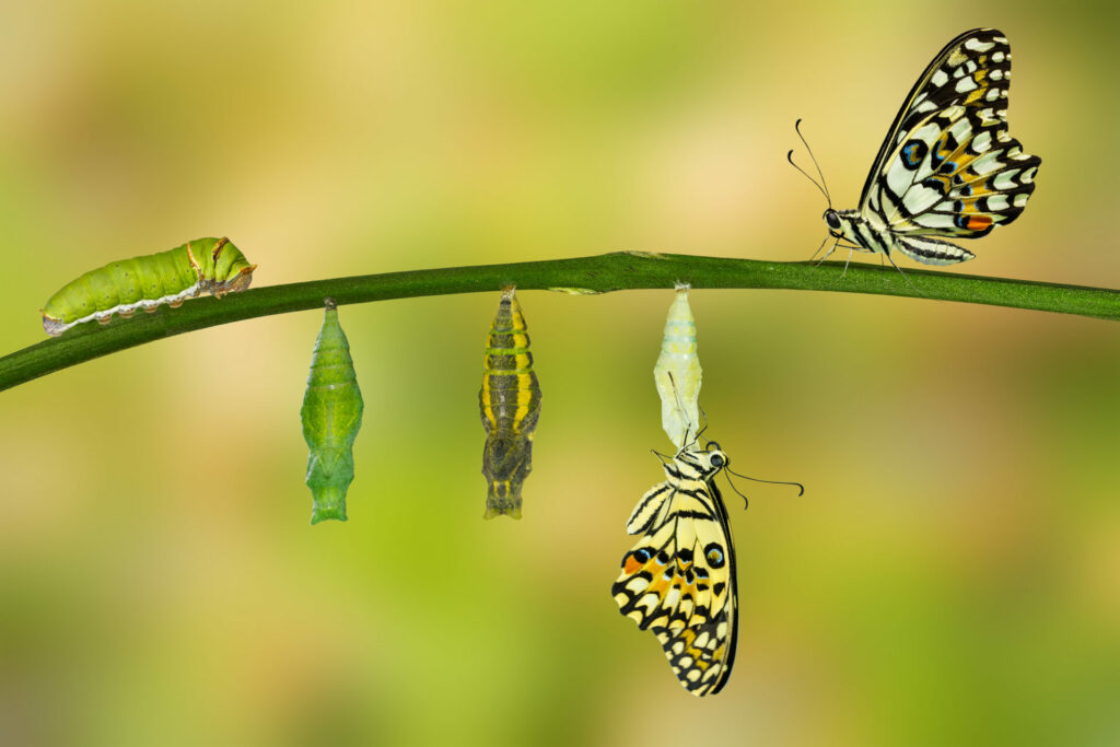 transformation of a butterfly changing